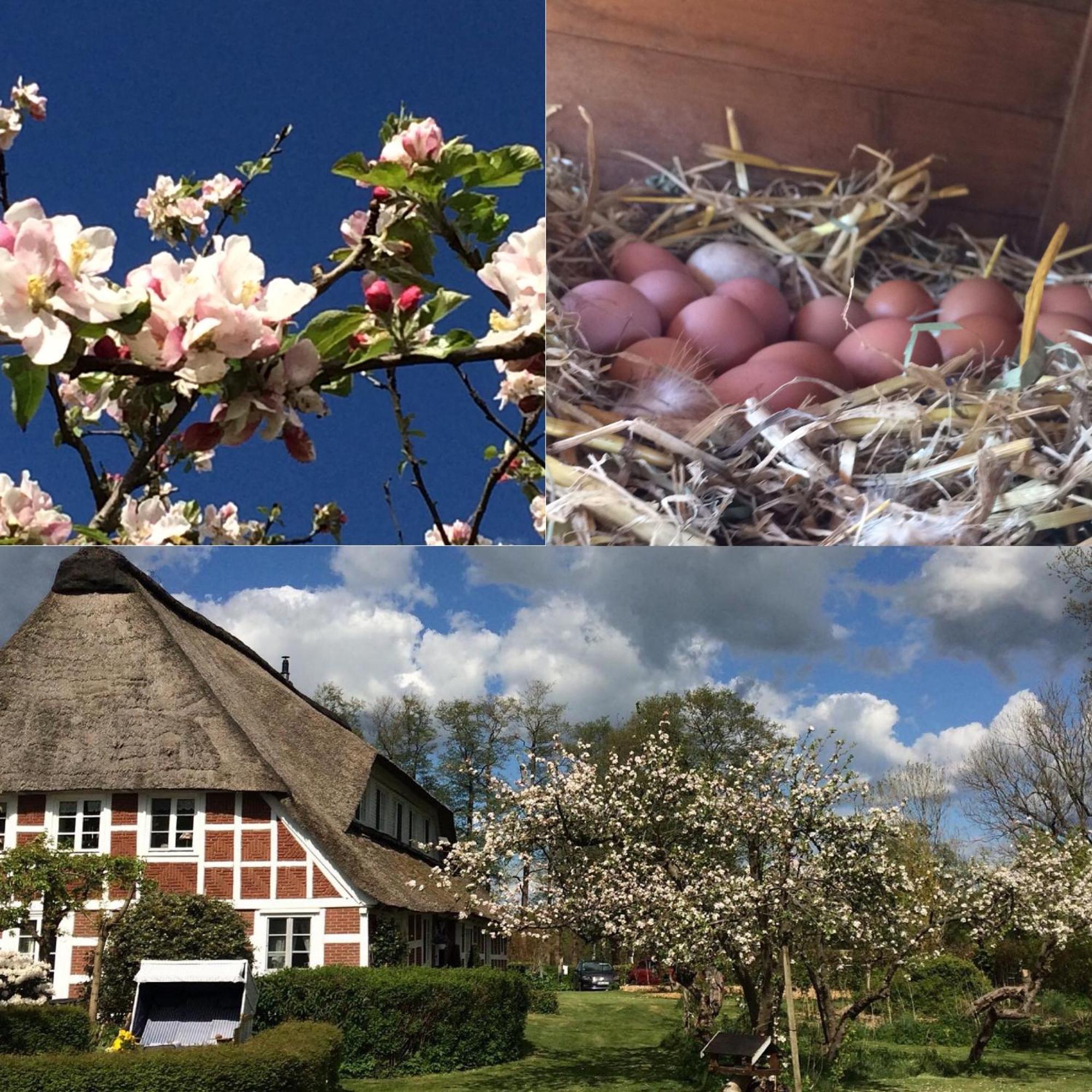 Altes Landhaus Oste, Klavier Appartement, 2 Zimmer Mit Kamin Hemmoor Екстериор снимка